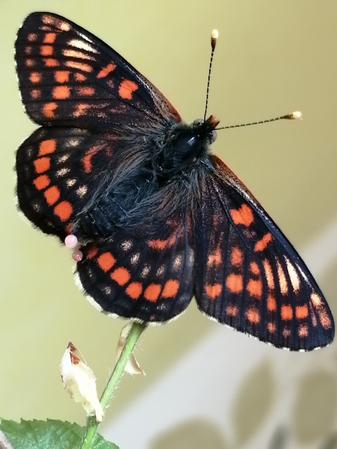 Euphydryas maturna - díszes tarkalepke