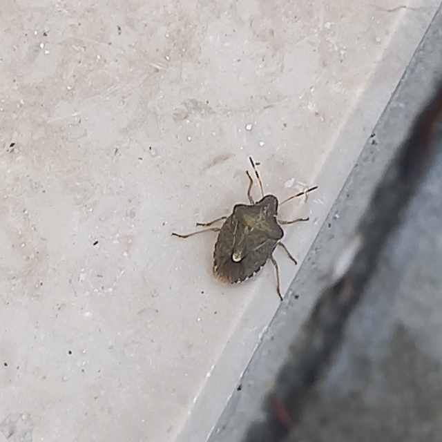 Peribalus strictus - tavaszi címerespoloska Peribalus strictus - tavaszi címerespoloska