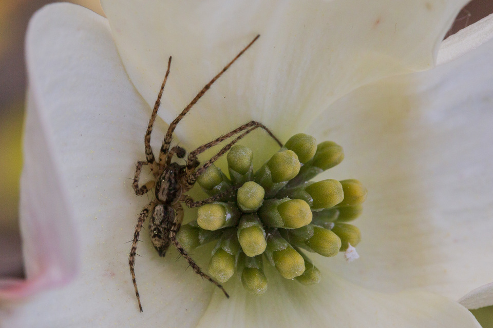 Anyphaena accentuata - jegyespók