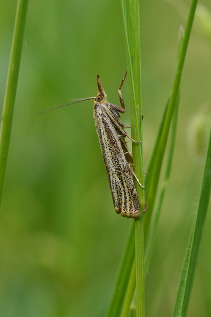 Thisanotia chrysonuchella - tavaszi fűgyökérmoly