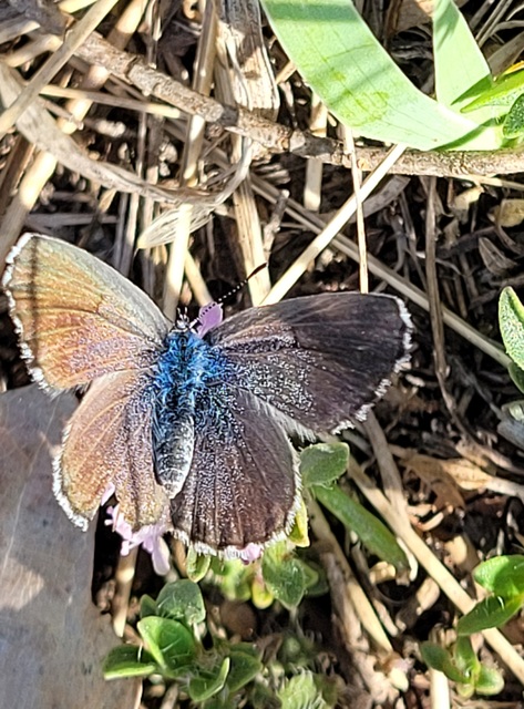 Pseudophilotes schiffermuelleri - apró boglárka