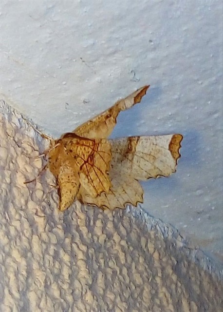 Selenia lunularia - egyfoltos holdasaraszoló
