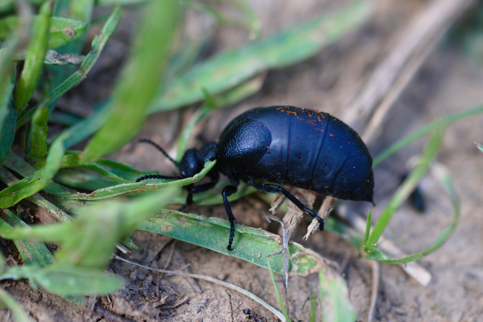 Meloe scabriusculus - érdes nünüke