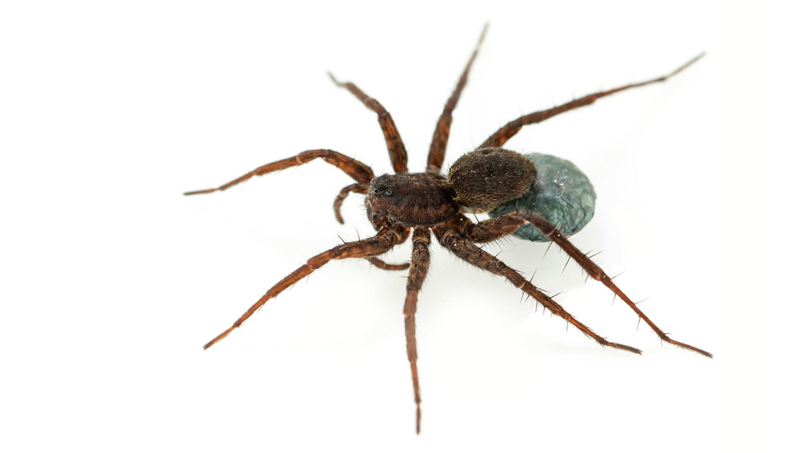 Pardosa