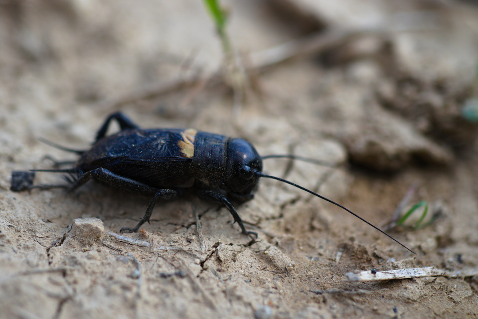 Gryllus campestris - mezei tücsök