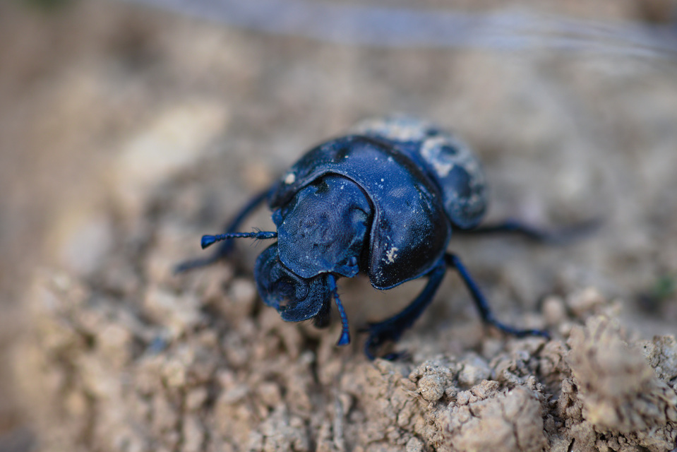 Lethrus apterus - nagyfejű csajkó