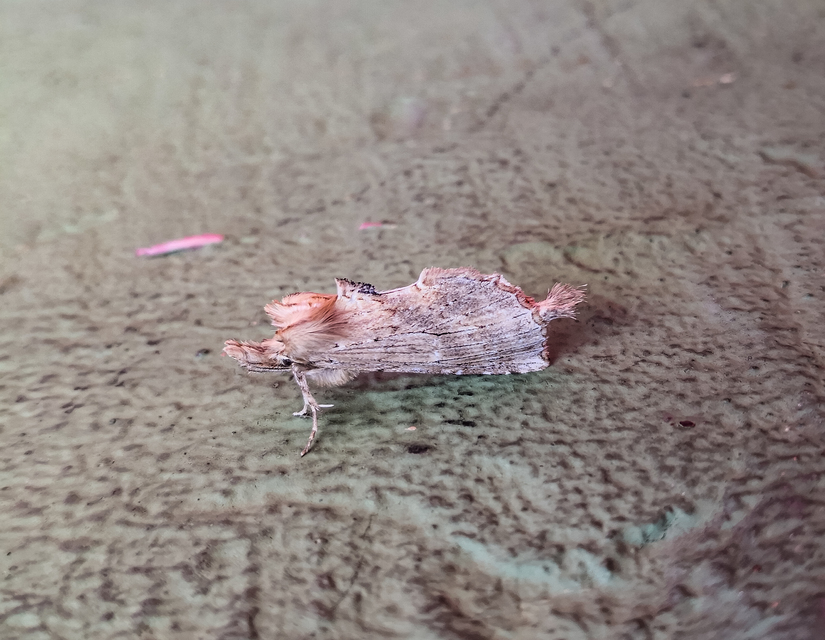 Pterostoma palpina - csőrös púposszövő