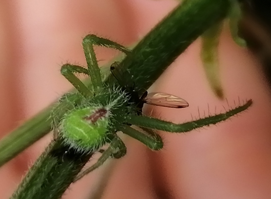 Heriaeus