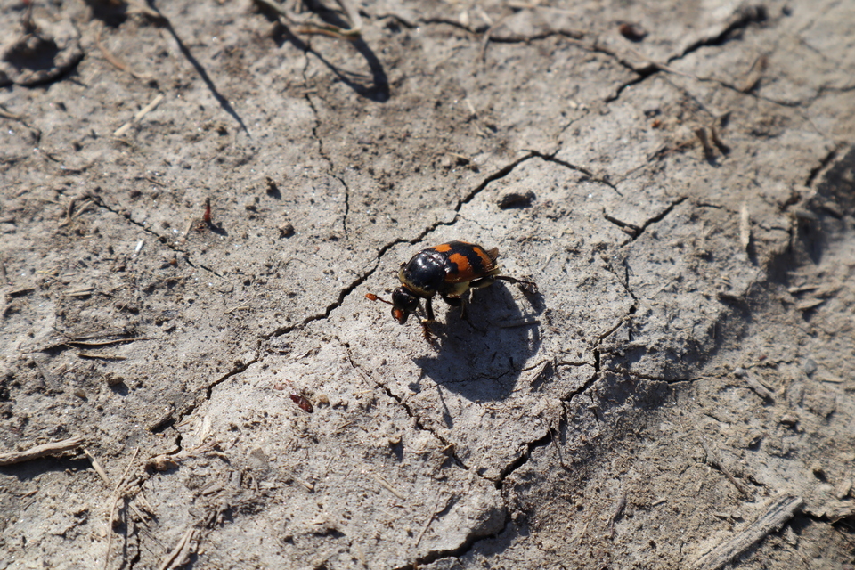 Nicrophorus vespillo - közönséges temetőbogár