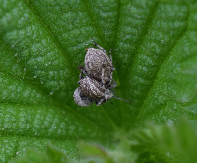Peritelus familiaris - nagy kendermagbogár