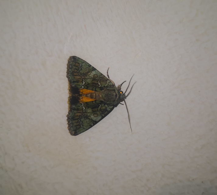 Polyphaenis sericata - selyemfényű erdeibagoly