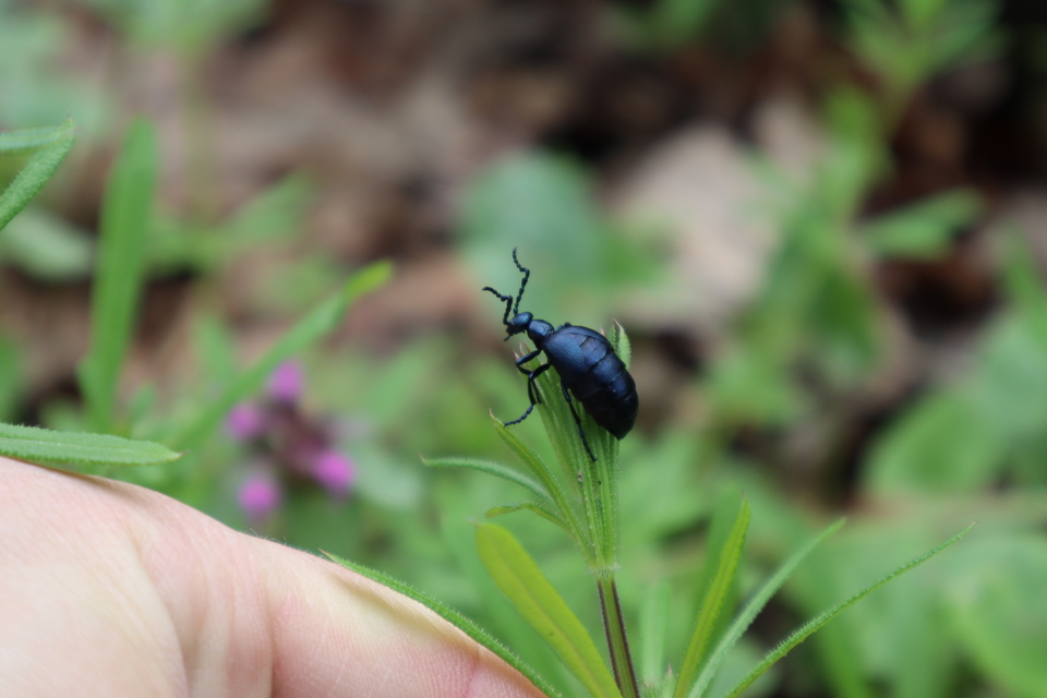 Meloe violaceus - kék nünüke