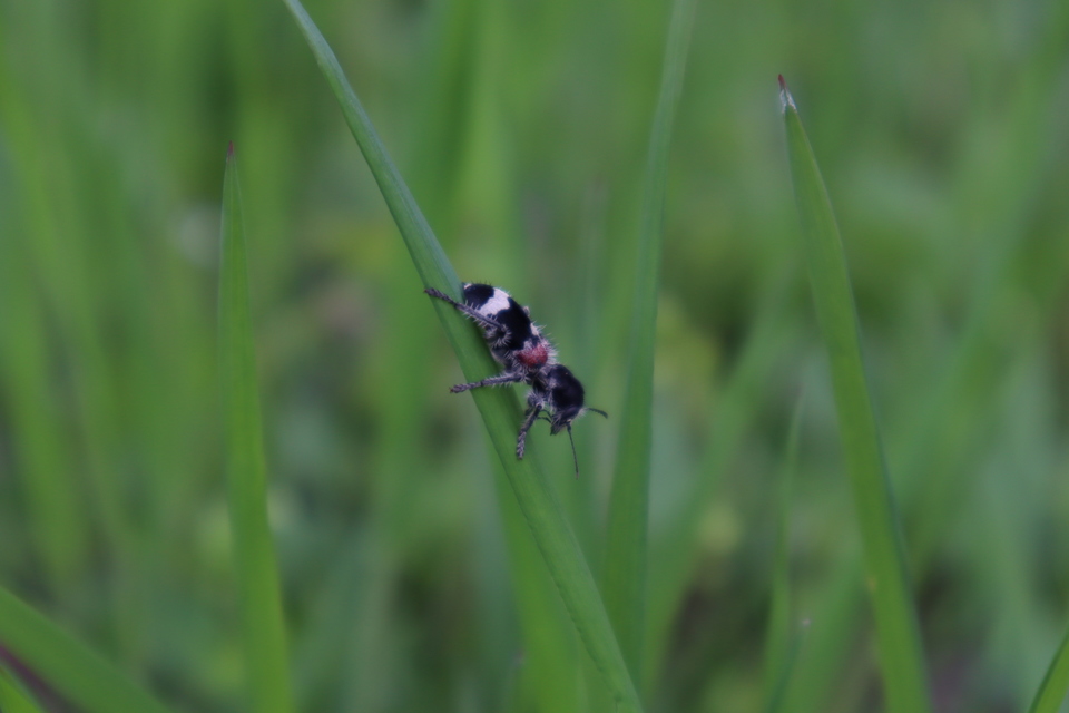 Clerus mutillarius - feketenyakú szúfarkas
