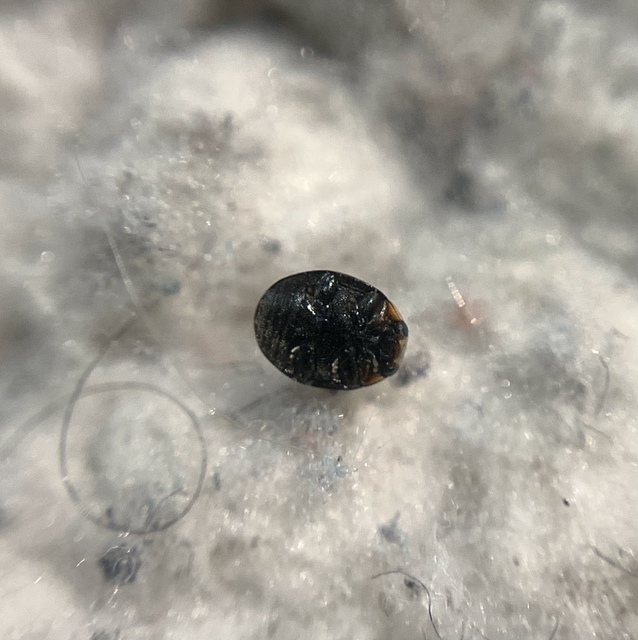 Hyperaspis campestris - mezei szerecsenböde