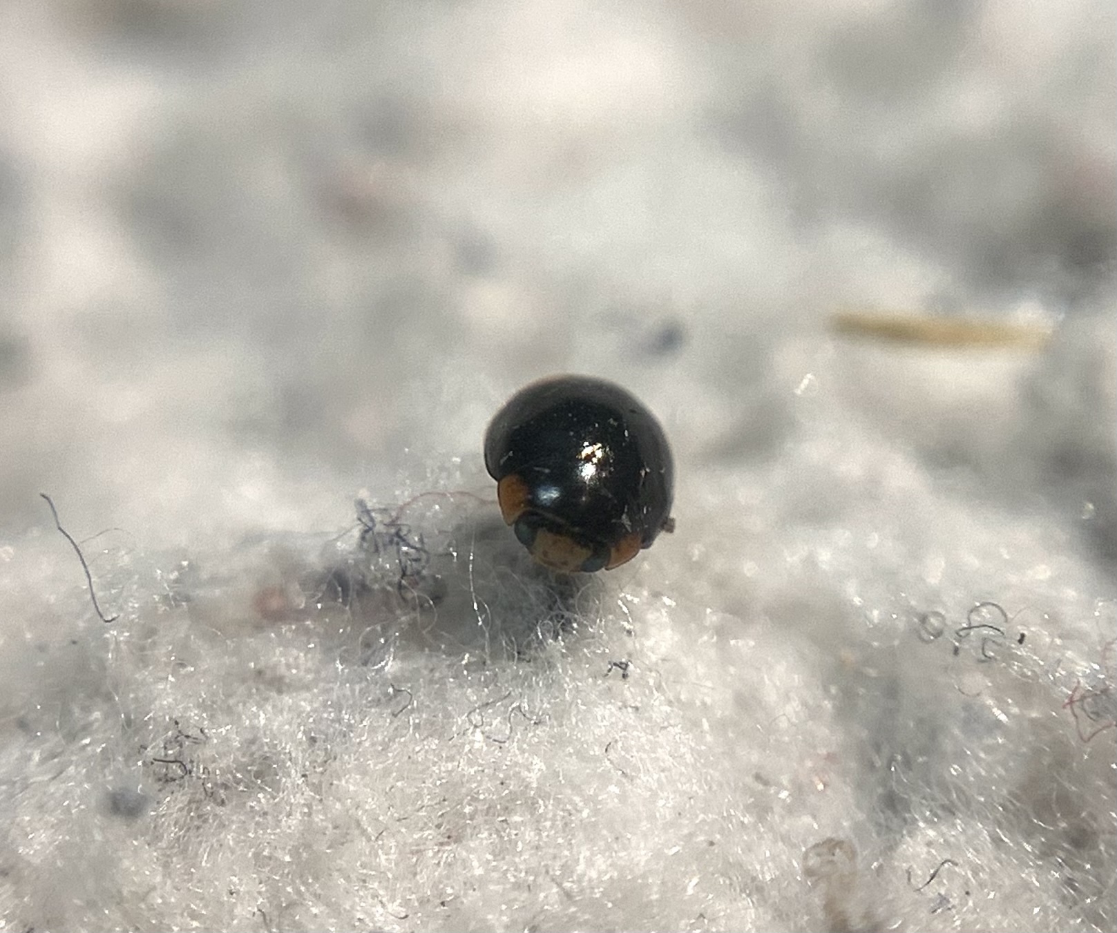 Hyperaspis campestris - mezei szerecsenböde