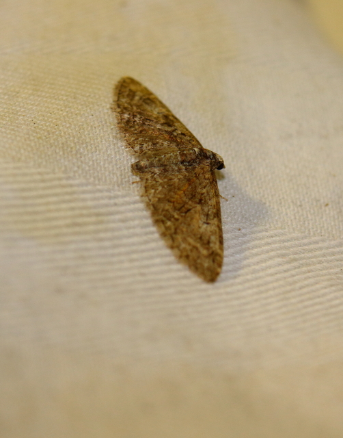 Eupithecia abbreviata - korai törpearaszoló