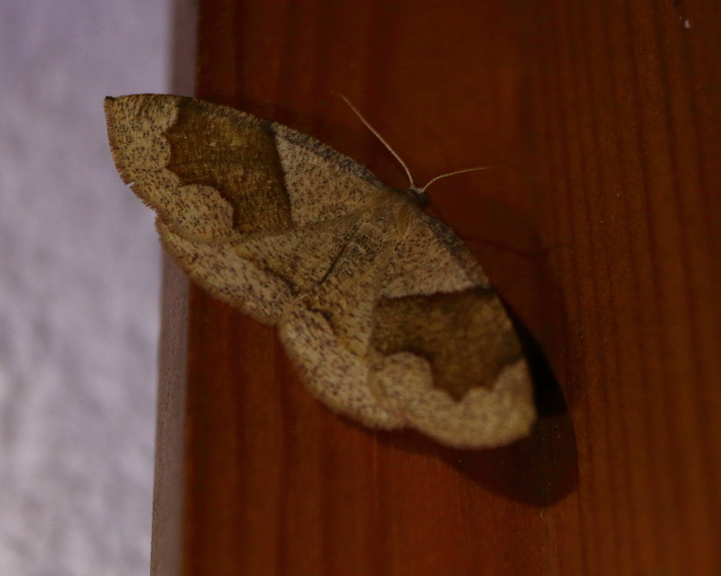 Plagodis pulveraria - szemcsés araszoló