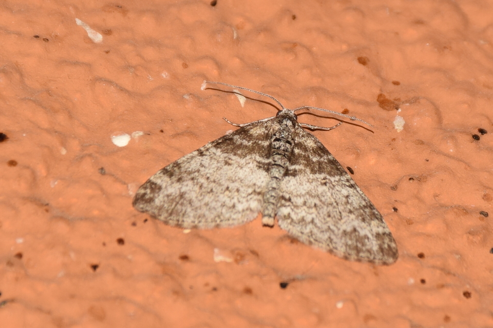 Lobophora halterata - szárnyfüggelékes araszoló