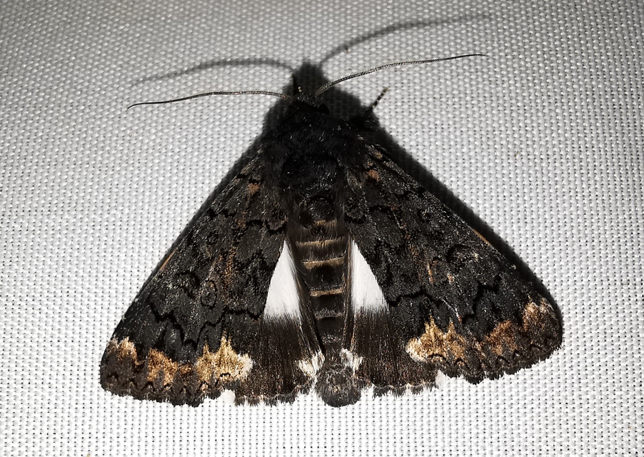 Catephia alchymista - fekete övesbagoly
