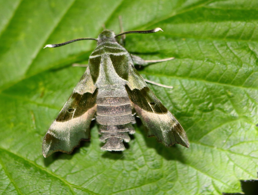 Proserpinus proserpina - törpeszender