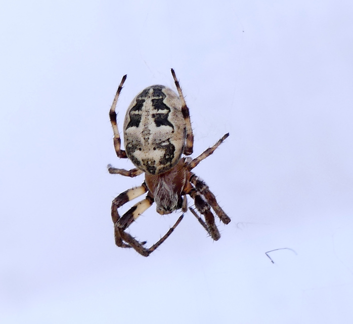 Larinioides cornutus - nádi keresztespók