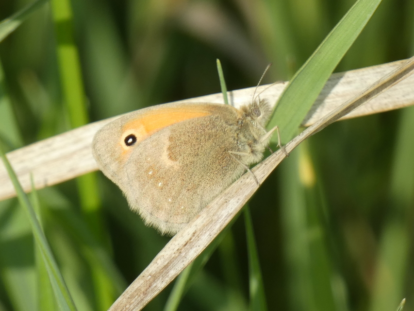 Coenonympha pamphilus - kis szénalepke