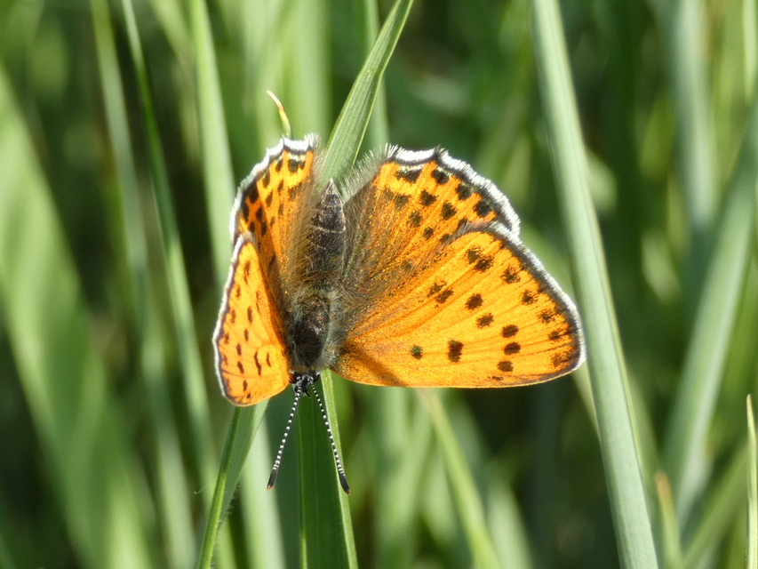 Lycaena thersamon - kis tűzlepke