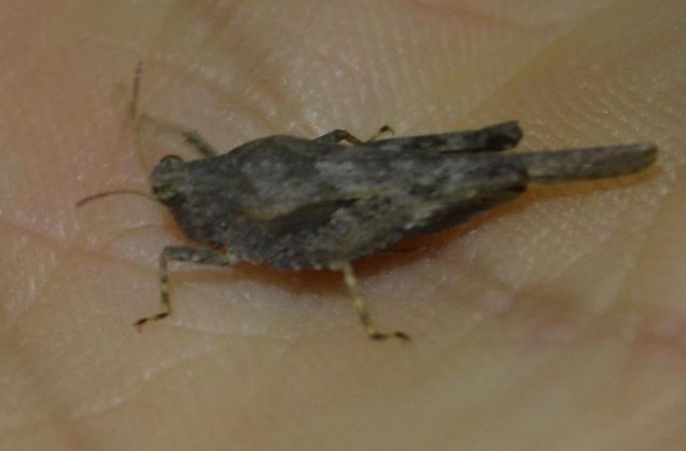 Tetrix subulata - közönséges tövishátúsáska