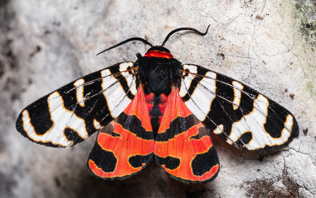 Arctia festiva - díszes medvelepke