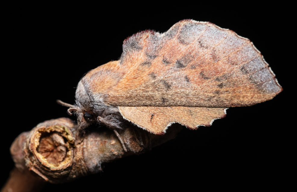Phyllodesma tremulifolia - nyárlevélpohók