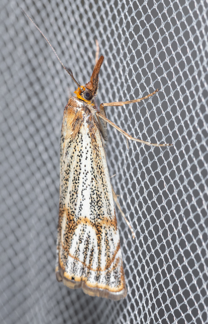Thisanotia chrysonuchella - tavaszi fűgyökérmoly