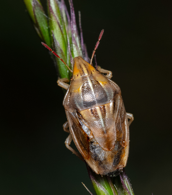 Aelia acuminata - közönséges szipolypoloska Aelia acuminata - közönséges szipolypoloska
