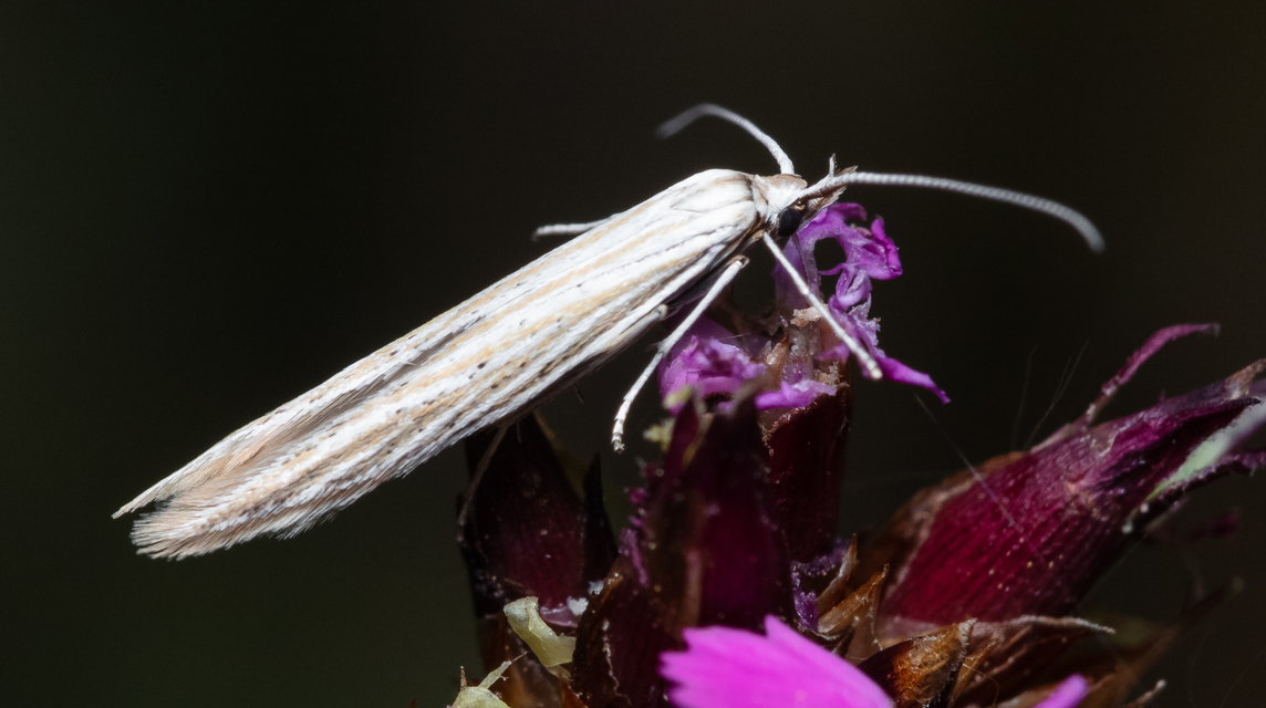 Coleophora