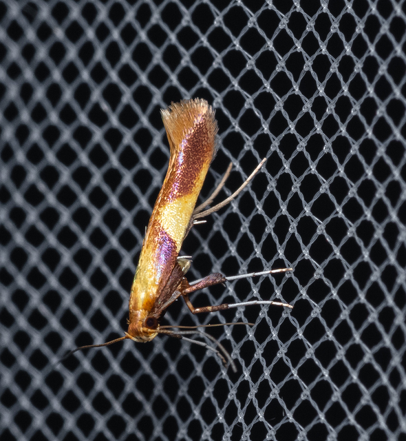 Caloptilia