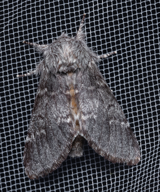 Drymonia ruficornis - cserfa-púposszövő