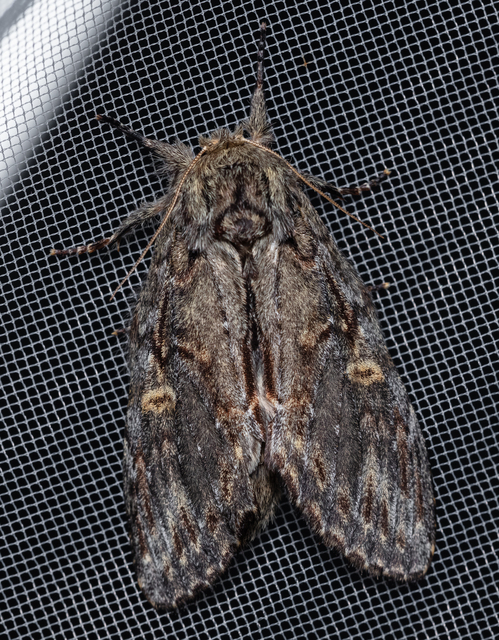 Peridea anceps - füstös púposszövő