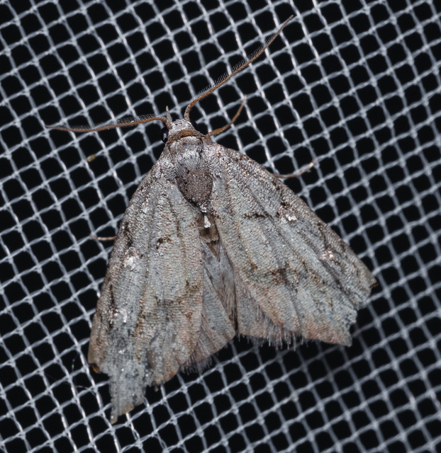 Nola cicatricalis - szürke pamacsosszövő