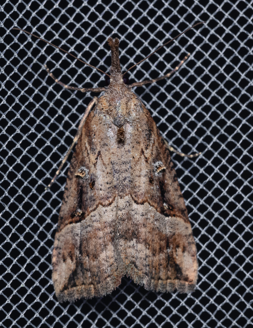Hypena rostralis - közönséges karcsúbagoly