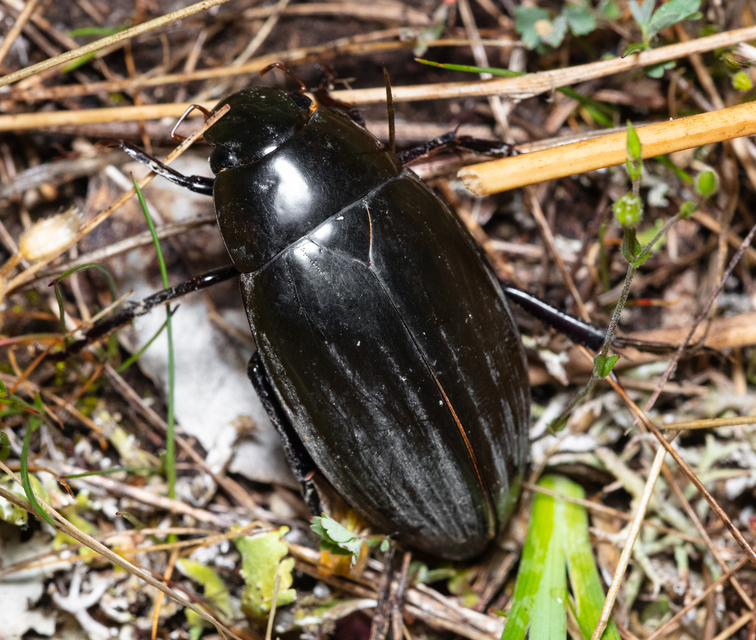 Hydrophilus piceus - közönséges óriáscsibor
