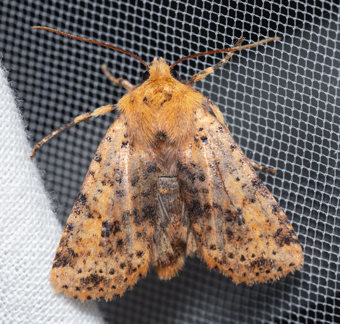 Conistra rubiginea - vörös őszibagoly