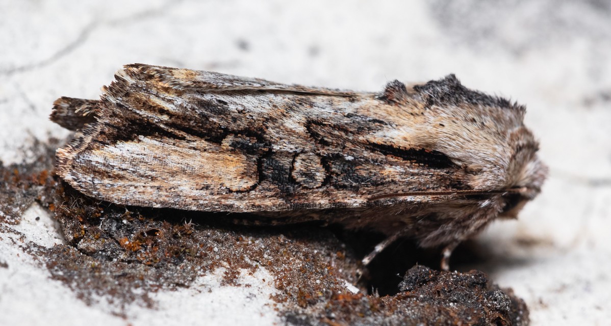 Egira conspicillaris - változékony szürkebagoly