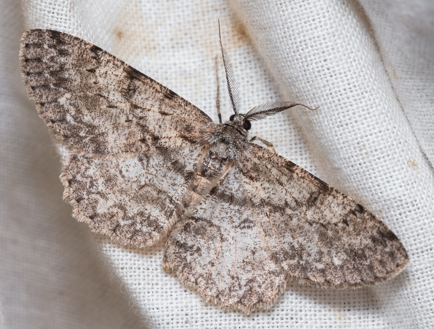 Hypomecis punctinalis - pettyes faaraszoló
