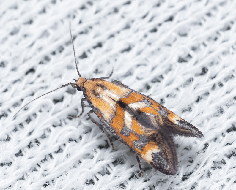 Epermenia pontificella - tarka íveltmoly