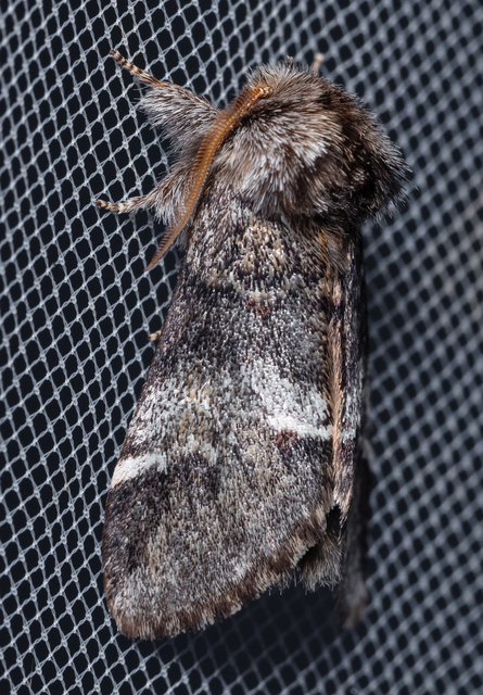 Drymonia dodonea - bélyeges púposszövő