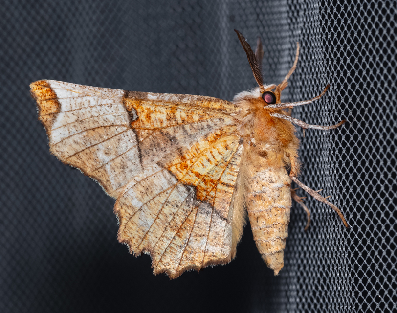 Selenia lunularia - egyfoltos holdasaraszoló