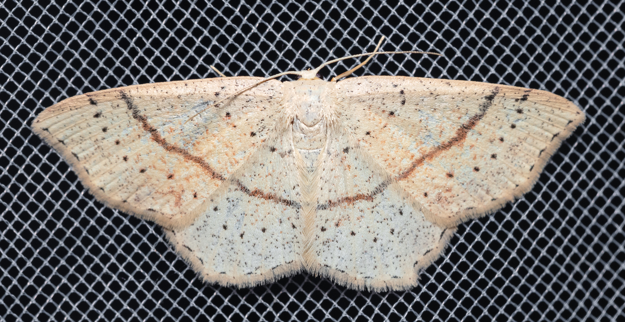 Cyclophora punctaria - sávos pettyesaraszoló