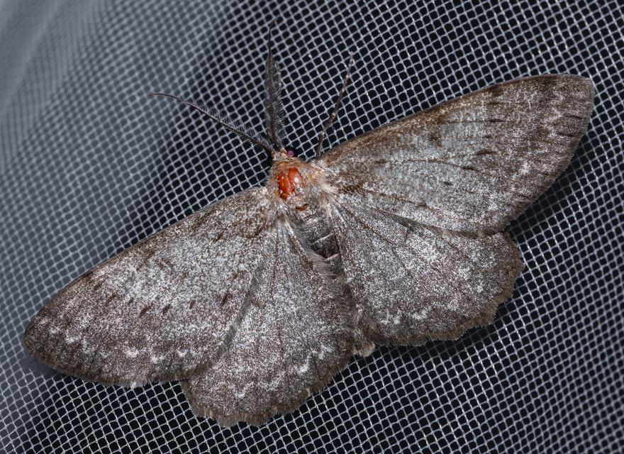 Hypomecis punctinalis - pettyes faaraszoló