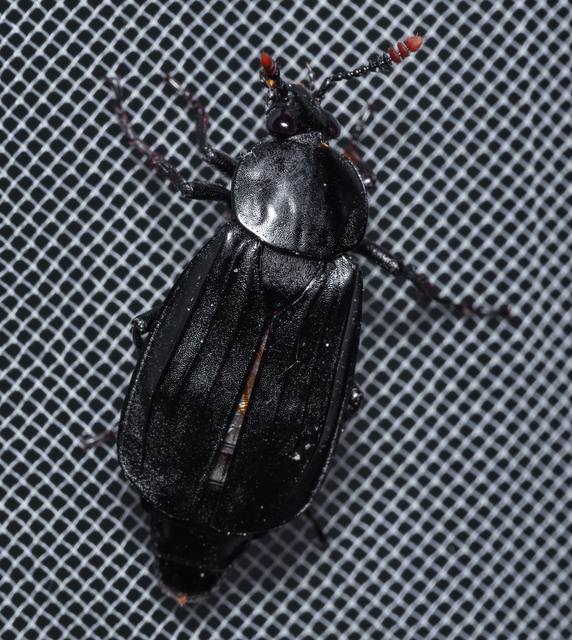 Necrodes littoralis - nagy dögbogár