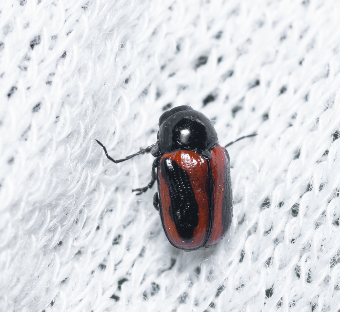 Cryptocephalus bipunctatus - kétpettyes zömökbogár