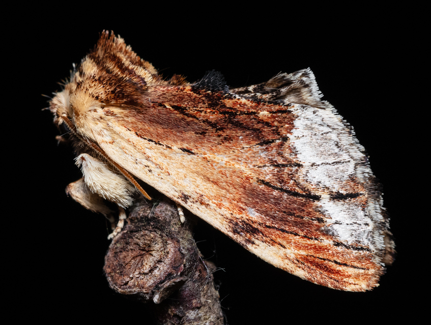 Ptilodon cucullina - csuklyás púposszövő